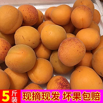 山东大黄杏新鲜水果5斤[3元优惠券]-寻折猪