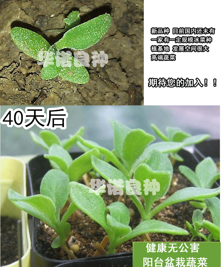 进口非洲冰菜冰草种子新品阳台盆栽蔬菜种子公司原装100粒