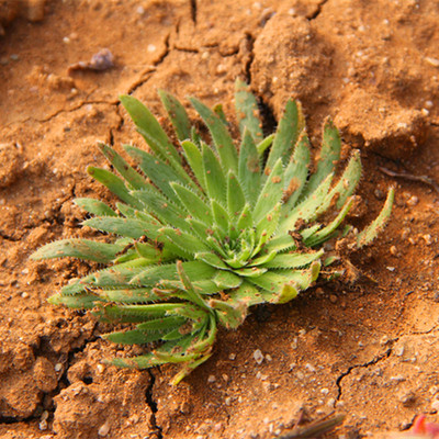 标题优化:清棚包邮多肉植物组合法师大全墨染毛叶莲花掌花卉园艺