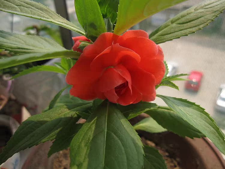 茶花凤仙种子 阳台 种植 盆栽 蔬菜 花卉种子