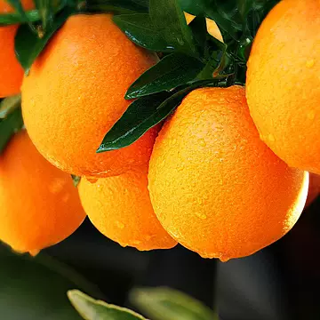夏橙当季新鲜夏橙橙子新鲜橙子秭归脐橙水果[40元优惠券]-寻折猪