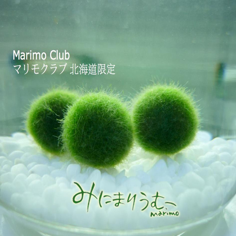 日本进口marimo幸福海藻球 微景观苔藓毬藻 创意迷你盆栽水培植物