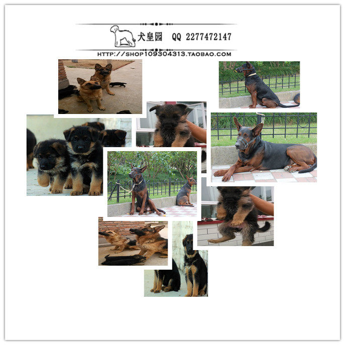 成都犬皇园 出售几窝纯种贵宾