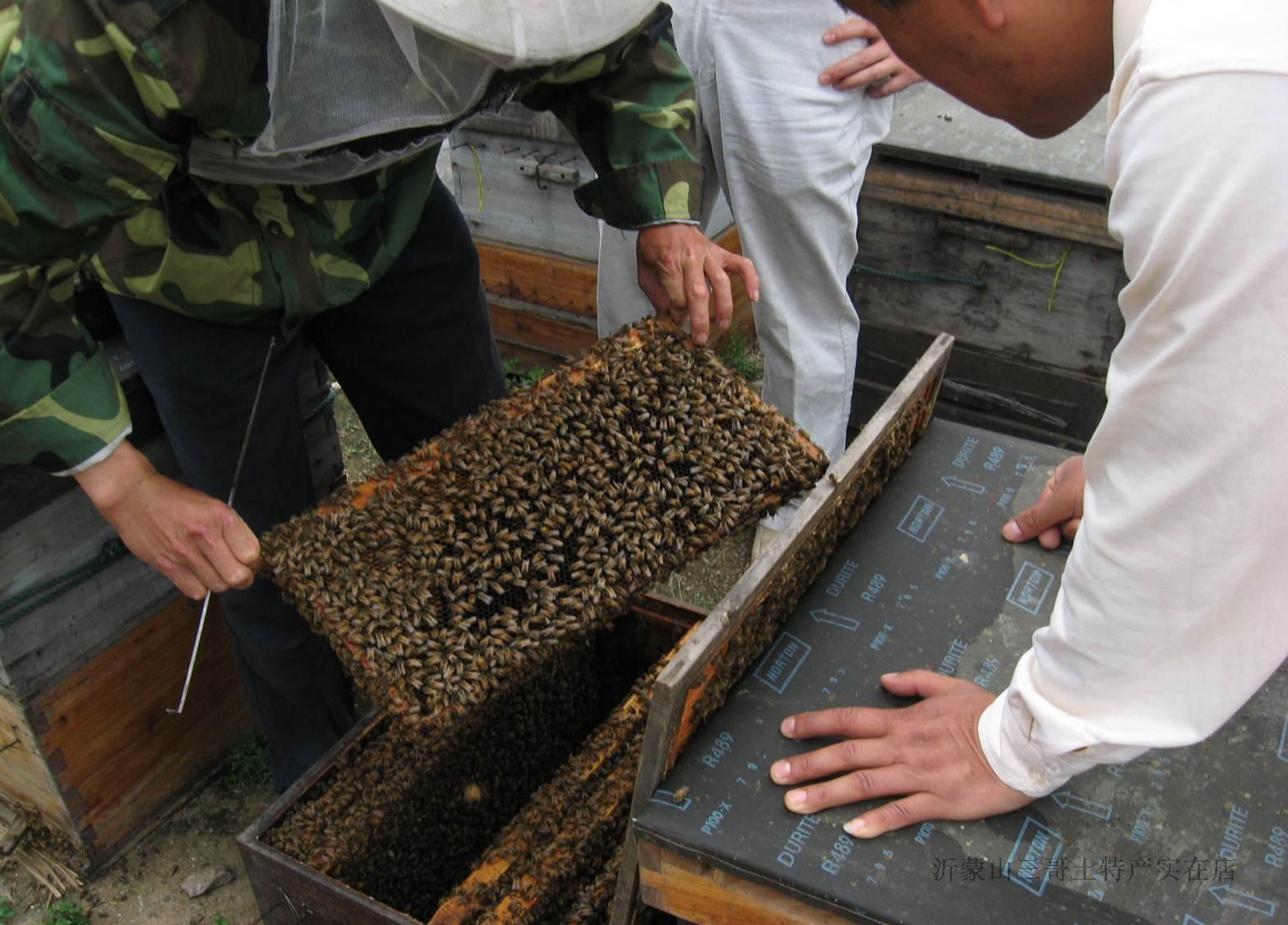 这天县里的养蜂技术员来俺家指导蜂场技术,对俺家的养蜂技术很是赞扬