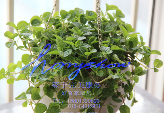吊兰盆栽室内吸甲醛植物花卉办公室盆栽新房绿色植物北京 吸毒草
