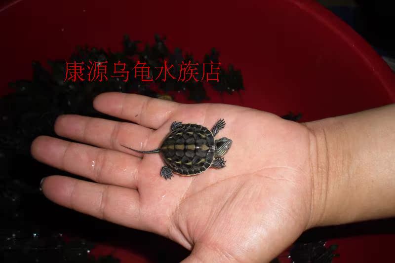 2015年绿线草龟苗活体乌龟宠物龟金线草龟外塘小龟苗小花苗