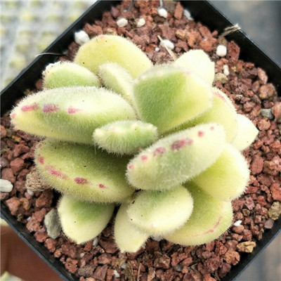 爱花花卉 熊掌熊童子白锦黄锦白熊肉肉多肉植物群生黄熊