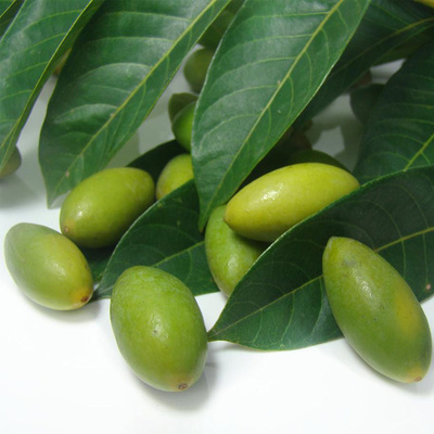青橄榄新鲜现摘水果檀香榄生吃青果潮汕特产8月份起售 2斤