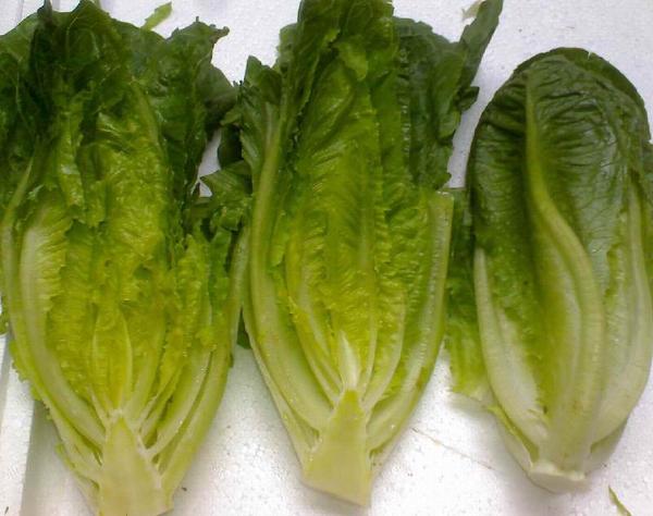 新鮮羅馬生菜 羅紋生菜 西餐配料 lettuce 500g/7元