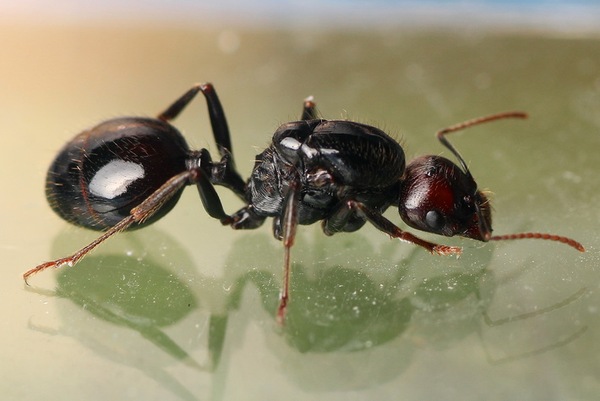 2014西班牙原生收获蚁新生群落|一后几工,爆产带幼卵