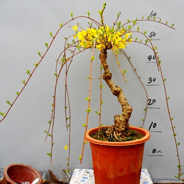 连翘盆景花苗迎春花苗 黄金条连翘苗木黄老虎苗庭院绿化工程用苗