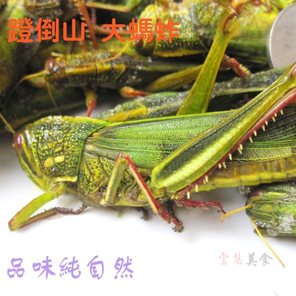 优质蚂蚱 蹬倒山 速冻蚂蚱非活体 新鲜美味 限区包邮 500g