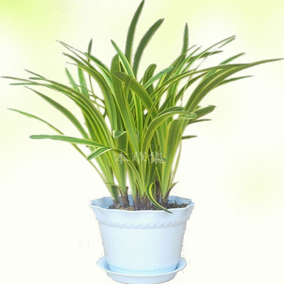 最好养四季吊兰植物,金边书带草,冬天不怕冷植物