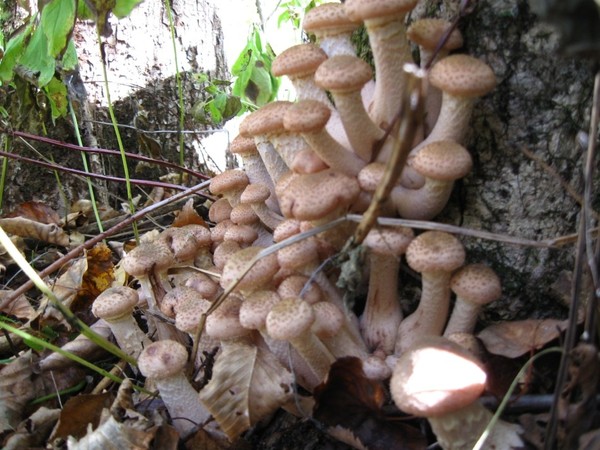 東北長白山野生臻蘑 蘑菇 東北野生蘑菇乾貨 mogu煲湯 小雞燉蘑菇