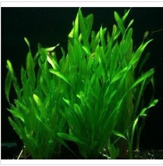 万江草场 扭兰水草 纽兰中后景水草 鱼缸水草造景 水兰类 水中叶