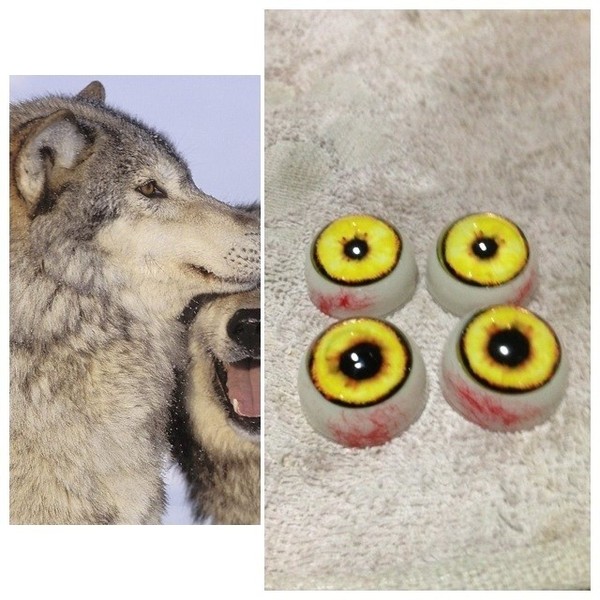 【永嘉动物义眼】食肉类动物标本 义眼 一对装