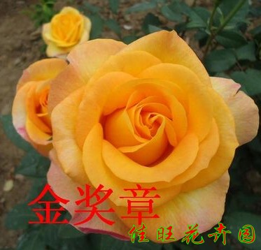 庭院盆栽花卉绿植 金奖章月季花苗 玫瑰苗玫瑰花 带花苞带花发货