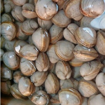 大连黄海特产 鲜活大白蚬子 新鲜蛤蜊 无沙个大 肉肥嫩 海鲜味足