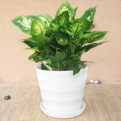 花叶万年青 银皇后 家居办公桌面绿植盆栽花卉 吸甲醛 可水培