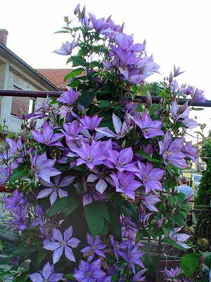 苗圃直发(蓝焰)新品铁线莲爬藤攀援花卉植物盆栽一年苗当年开花