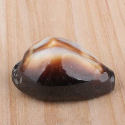 满39包邮天然玛瑙宝螺海螺贝壳地台家居装饰收藏摆设鱼缸珊瑚批发