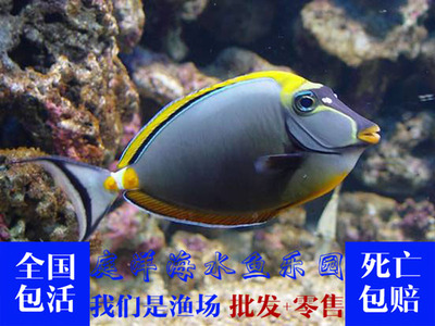海水鱼活体 观赏鱼 金鱼活体 热带鱼 宠物鱼 海