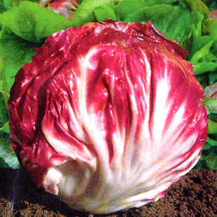 西餐配料 意大利 那不勒斯 落地球生菜 紫菊 19.80/500克