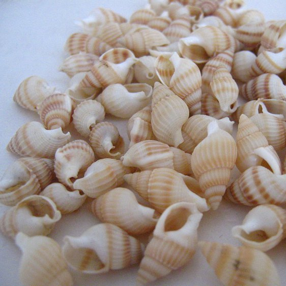 1-2cm/50-70只黄色小海螺/贝壳创意diy工艺品婚庆广告设计道具