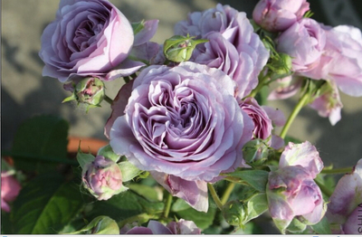 藤本月季 薰衣草花环 薰衣草花束 日系蓝色藤本 多头多花 包邮