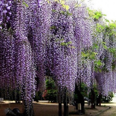 紫藤苗 紫藤树苗又名藤萝朱藤 绿化苗木观花树苗藤本植物庭院爬藤