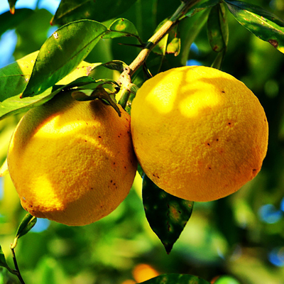 枸橼佛手香橼果香泡佛手果鲜果新鲜原生佛手柑佛手瓜1斤现摘香圆_价格