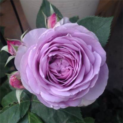 百花千花 欧月 蓝色风暴 月季花灌木丰花超热门品种 必备四季玫瑰