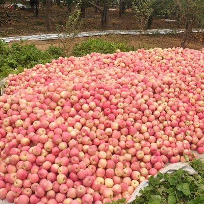 大沙河苹果水果新鲜丰县红富士20斤新鲜水果比山东烟台栖霞好吃