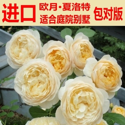 歐月大苗藤本月季薔薇爬藤植物龍沙寶石盆栽玫瑰爬藤月季