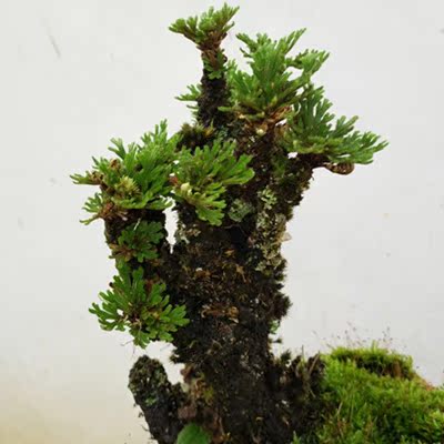 野生卷柏九死还魂草微型盆栽 盆景菖蒲桌面植物办公室防辐射绿植