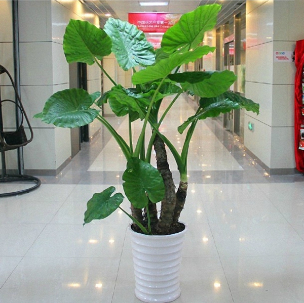 滴水观音办公室客厅大型绿植盆栽花卉绿色观叶植物净化空气吸甲醛