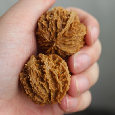 秦岭野生山核桃把玩文玩核桃官帽满天星狮子头健身扎手刺多纹理深