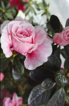 五宝系杜鹃花【花天惠】【粉天惠】