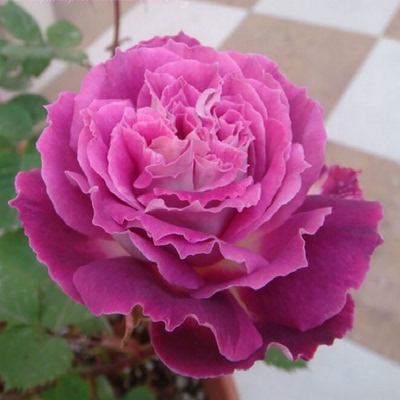 英国月季 【凯瑟琳 】多花 紫红色和白色月季 月季根接苗