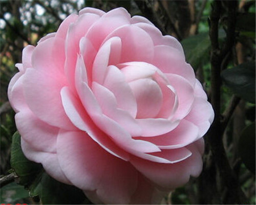 包邮 宫粉茶花 别名 广东粉 粉十全十美 小桃红茶花 经典粉色茶花