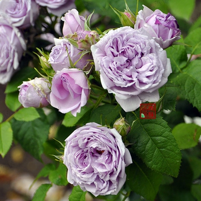 包邮j250青空 青莲居日本月季盆栽1加仑 香甜灌木多季