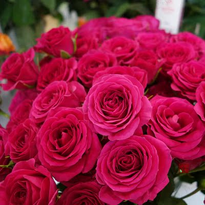 103宝石明星 欧洲月季苗盆栽1加仑 灌木多季