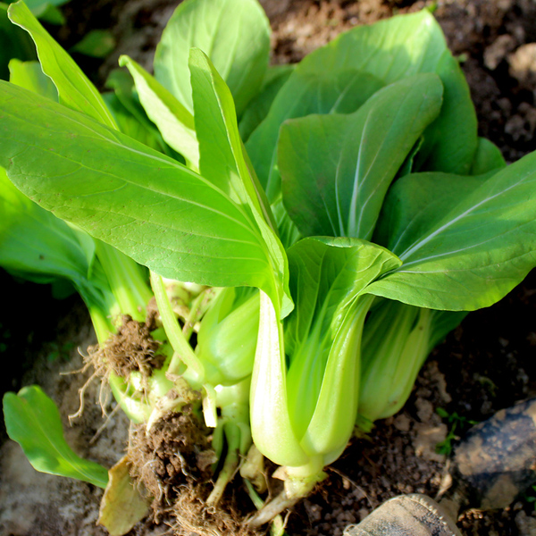 密云农家 新鲜油菜 青菜 绿叶菜 农家肥 无农药 有菜味 新鲜蔬菜