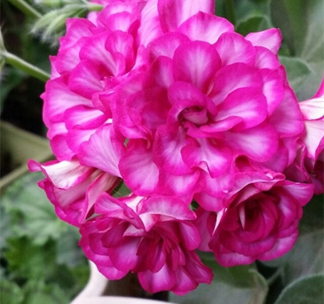 天竺葵盆栽 垂蔓 内利 带盆发货