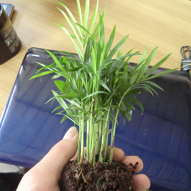 万年竹又叫吉祥草,防辐射植物,四季都保持绿色美观比价-花卉/绿植盆栽