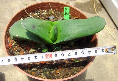 鲨鱼掌属 卧牛龙 多年成年株 带侧芽出售 15厘米 一物一拍y40