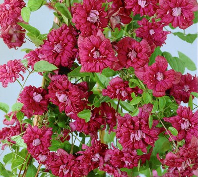 铁线莲 典雅紫 耐阴 2年苗