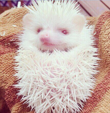 出售非洲迷你刺猬宠物刺猬各色可选公母均有发长途汽运不发快递
