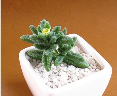 爱你多肉坊 多肉植物 花卉 盆栽 绿植 多肉雷童