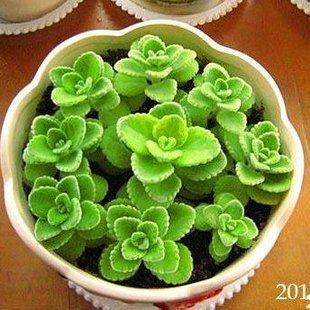 秒杀 迷你花卉 小盆栽 碰碰香 小苗 一碰就香 四季常青 1.9元1颗